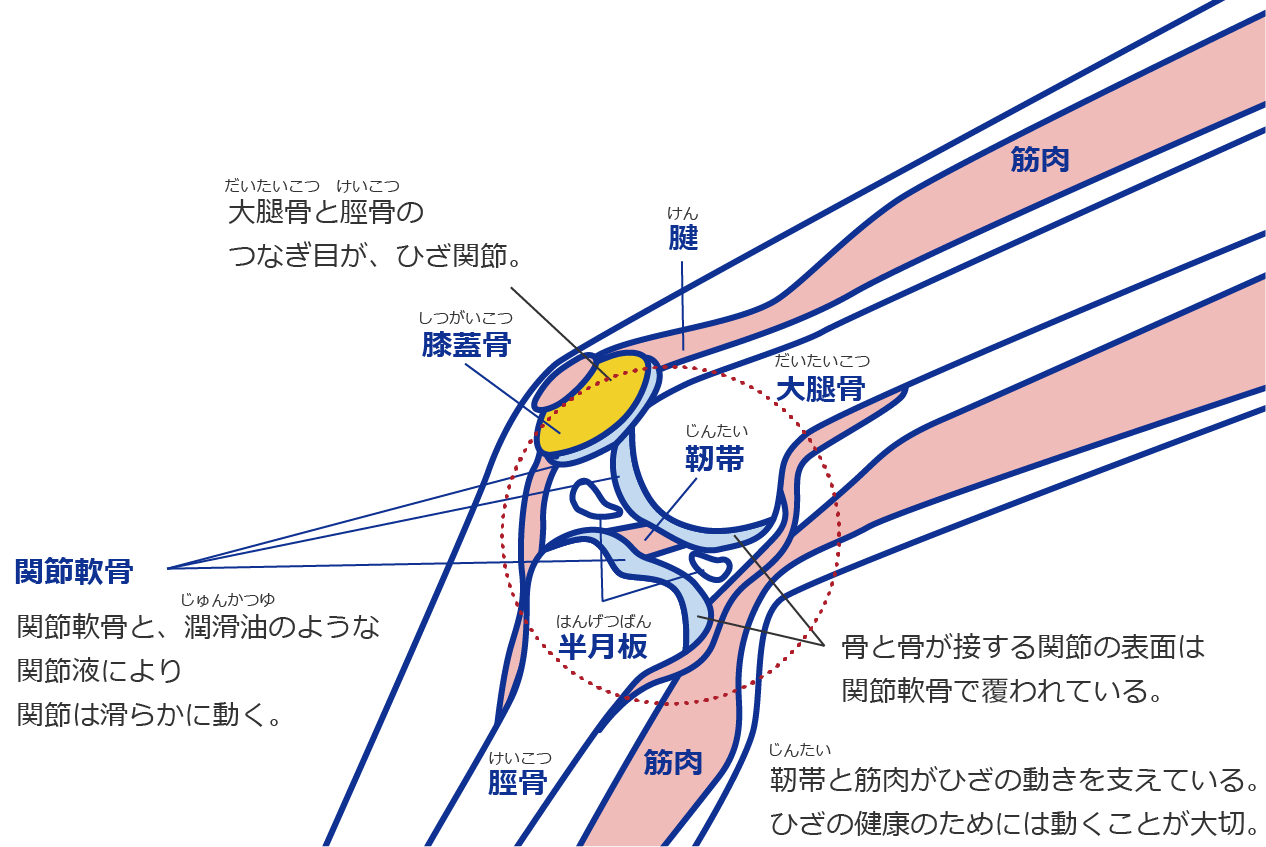 横から見たひざ関節のイラスト