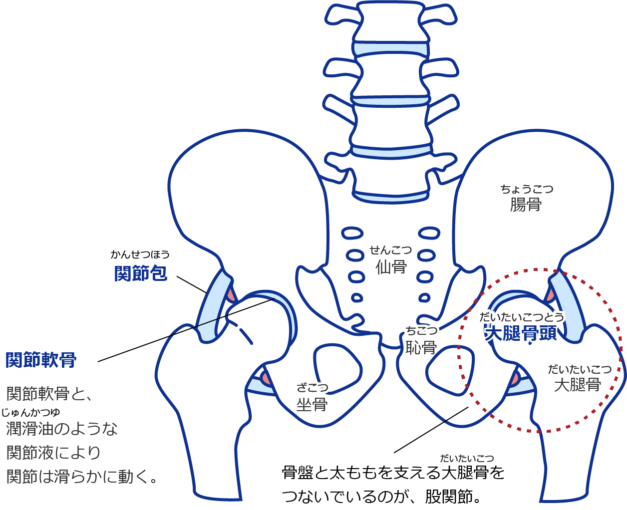 正面から見た股関節